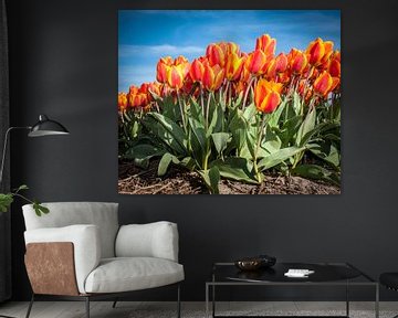 Oranje Rode Tulpen 001