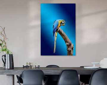 gold and blue macaw sur hako photo