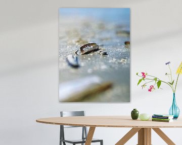 Schiermonnikoog, stilleven van scheermesjes op het strand van Dan Photo Shaman