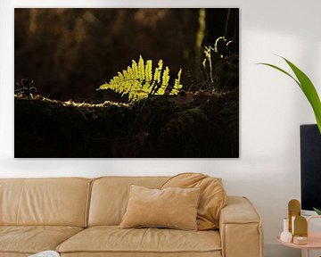 Varen takje met lichtstraaltje in het bos