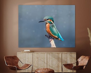 De ultieme schoonheid van de ijsvogel van Marjon Woudboer