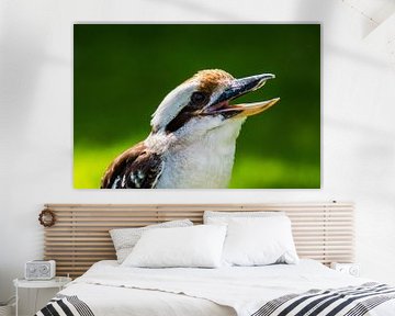 Kookaburra