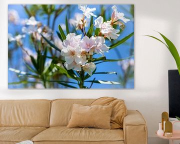 Oleander