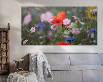 Meadowflowers