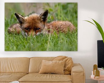 Reclining fox in the Oostvaardersplassen by Foto.Gisli