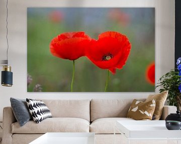 Double beauty (Two beautiful poppies side by side in a garden) by Birgitte Bergman