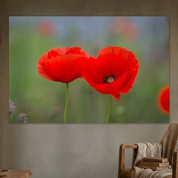 Double beauty (Two beautiful poppies side by side in a garden)