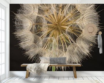 Morning star (Tragopogon) in the light with dark background by Marjolijn van den Berg