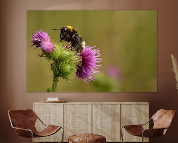 Hummel auf einer Distel