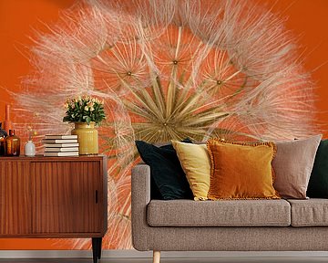 Orange... With a morning star (Tragopogon) by Marjolijn van den Berg