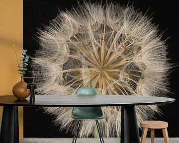 Square with Morning Star (Tragopogon) in light with dark background by Marjolijn van den Berg