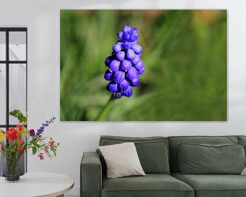 Grape Hyacinth by Jolanta Mayerberg