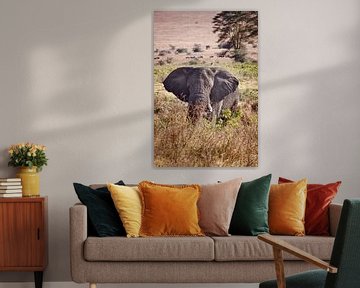 Éléphant dans le cratère du Ngorongoro