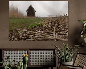 Reed with a cottage in the background by Layla Scheffer