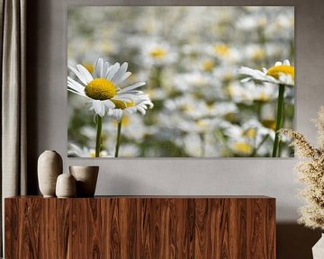 A daisy in bloom in the garden by Claude Laprise