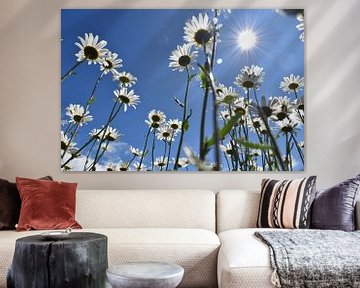 A field of daisies in bloom by Claude Laprise