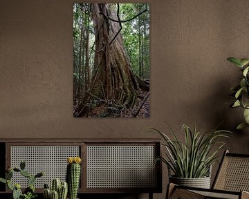 A true rainforest giant by Frank's Awesome Travels