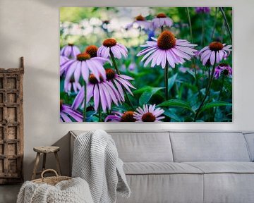 Echinacea's in Trier van Luis Emilio Villegas Amador