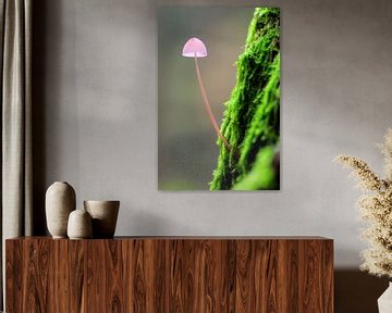 Roze paddenstoeltje op een mossige boom by Dennis van de Water