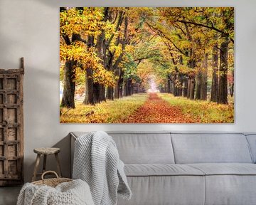 Autumn colours on the Veluwe by Dennis van de Water