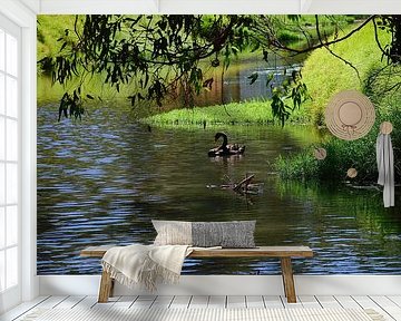 Ein schwarzer Schwan in der Stille