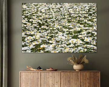 A field of daisy flowers by Claude Laprise