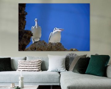Pelicans looking down on us