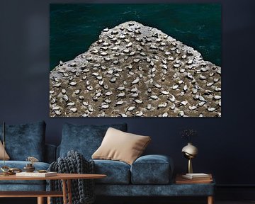 Gannet colony at New Zealand cliff by Evelien Captein