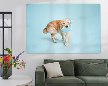 Spelende golden retriever hond in de studio met blauw als achtergrondkleur / met blauwe knuffel van Elisabeth Vandepapeliere