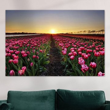 Tulpen bij zonsondergang van John Leeninga