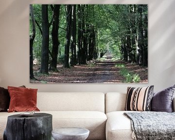 Forest path in the Thorn forest by Michel Jansen Photography