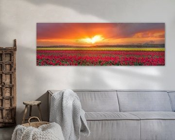 Sunrise over the flowering tulips by eric van der eijk