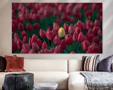 Yellow tulip by Bastiaan Schuit