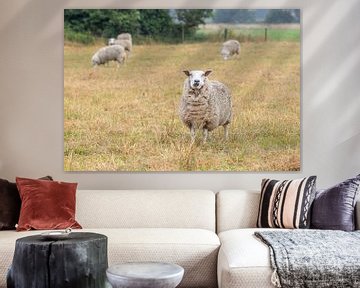 Landelijke Rust: Schapen in het Weiland van Wouter Triki Photography