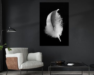 Vogelveer in zwart wit van Hanny Andela - Andelafotografie