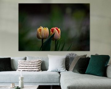Tulpen in geel roze tint van Femke de Vries