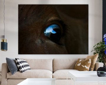 a cow's eye van pam van der Linde