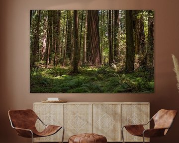 Ancient Redwoods - The Founders Grove