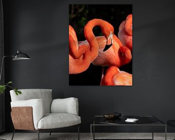 Flamingo Portret