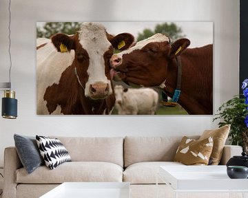 Tender Cows by pam van der Linde