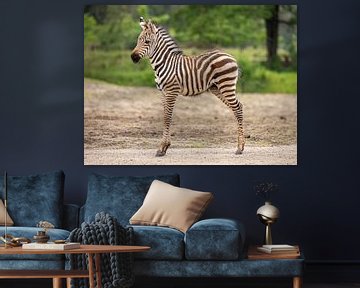 Youthful Innocence: A Young Zebra in the Wilderness by Triki Photography