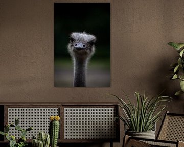 Hide and seek with an ostrich
