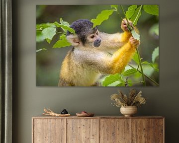 Speelse Doodshoofdaapje: Levendige Momenten in de Natuur van Triki Photography