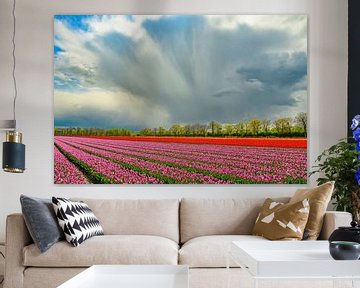 Tulpen in bloei in een veld tijdens de lente van Sjoerd van der Wal Fotografie