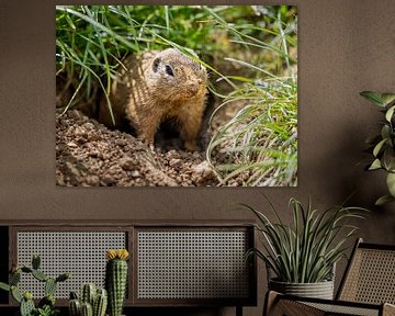 Nieuwsgierige Siesel: Een Glimp van de Natuur van Triki Photography