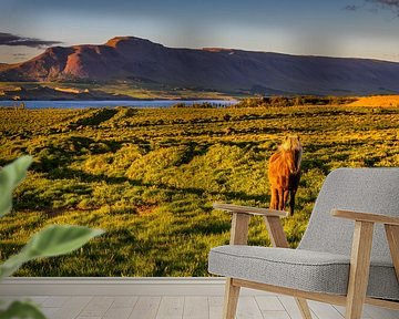 Icelandic horse in the light of the midnight sun by Daniela Beyer