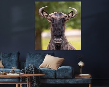 Wildebeest in Detail: The Savannah's Wild Majesty by Triki Photography