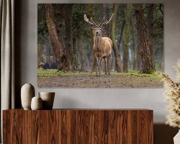 Majestic Red Deer in Wooded Surroundings by Triki Photography