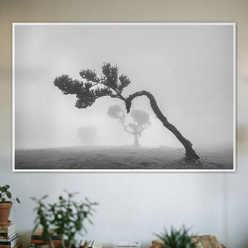 Fanal Forest in the mist by Ton van den Boogaard