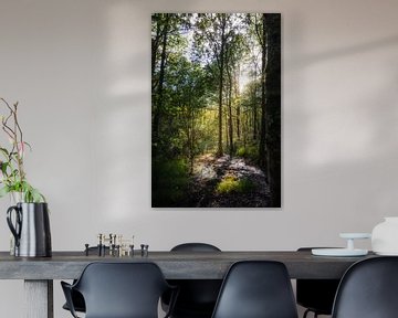 Zon door de bomen van Yana Raeymaekers